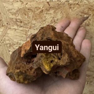 Yangui